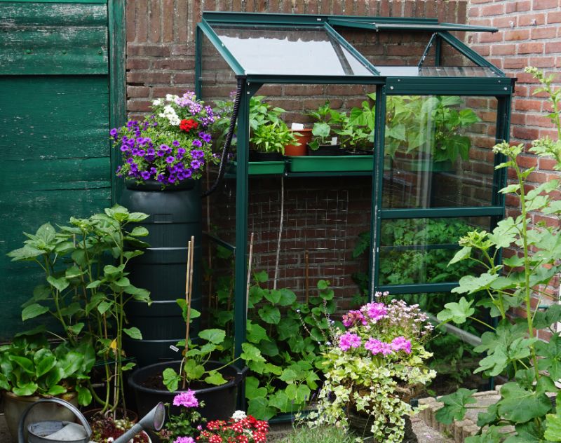 small garden with little greenhouse in the city growing own flowers