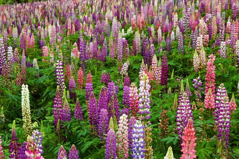 Beautiful and colorful lupine herds in the garden